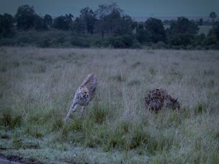 African Cats Tập Full